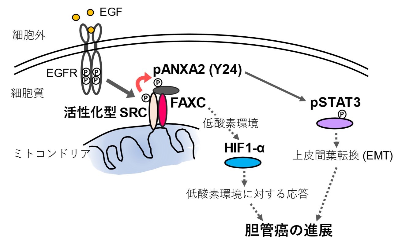 図: 本研究で示唆されたFAXCによる胆管癌進展の制御機構。発表論文より一部改変。