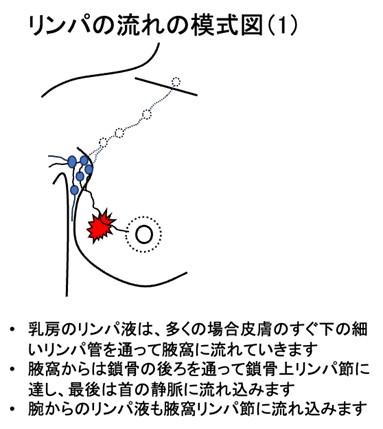 リンパの流れの模式図（1）