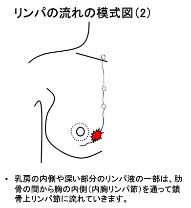 リンパの流れの模式図（2）
