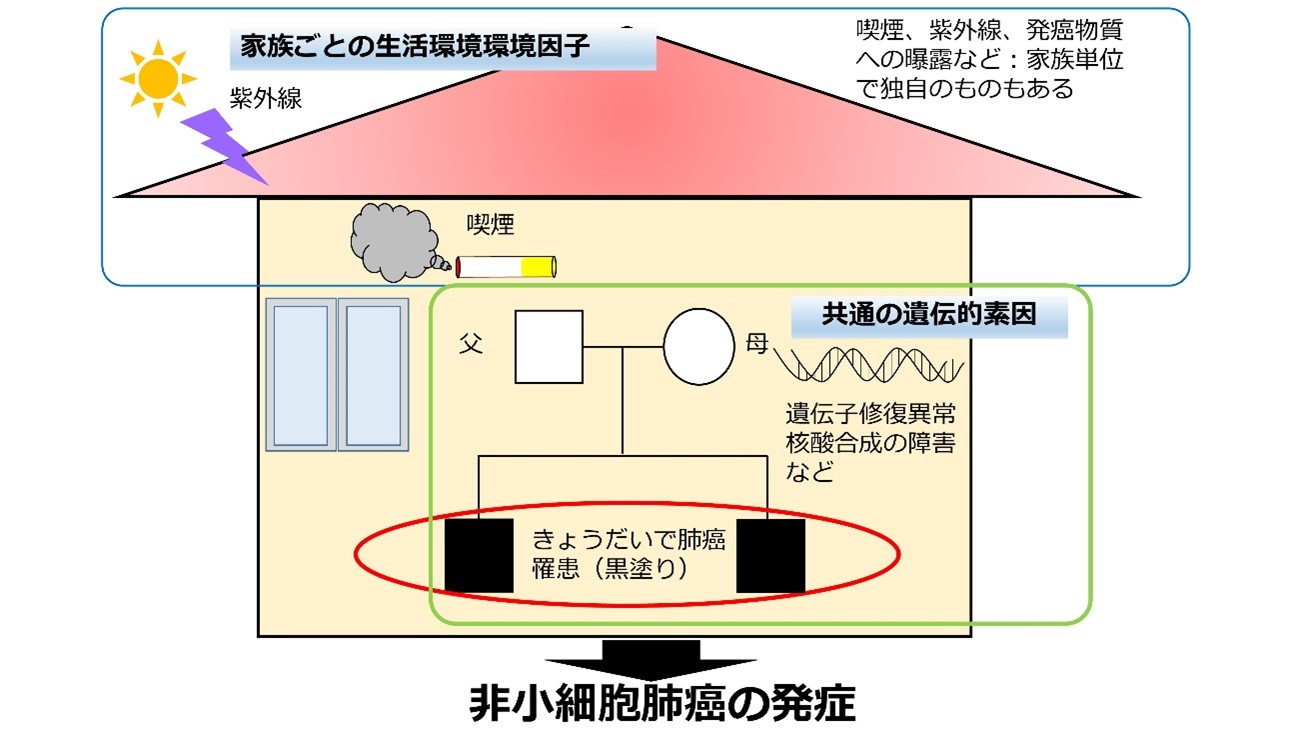 図1 今回の研究の説明