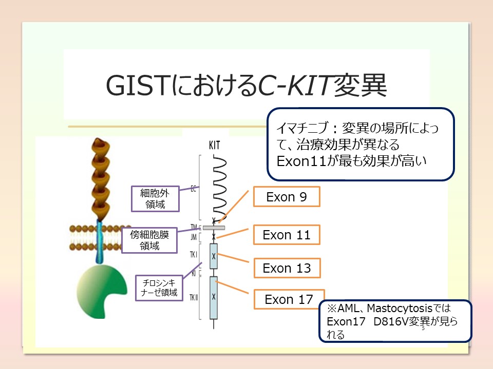 GISTにおけるC-KIT変異